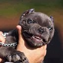 ���� Ed, ����, 54 ���� - ��������� 22 ������� 2017 � ������ ���� ����������