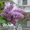 ���� Elena, �����������, 54 ���� - ��������� 29 ����� 2018 � ������ ���� ����������
