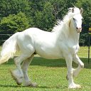 ���� Aleks, ����� ������� - ��������� 9 ���� 2018 � ������ �HORSES�