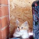  , -, 54  -  20  2018    