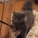 ���� �������, ���������, 51 ��� - ��������� 24 ������ 2018 � ������ ���� ����������