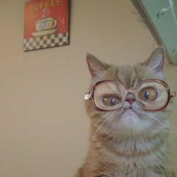 ������, ����������, 47 ���