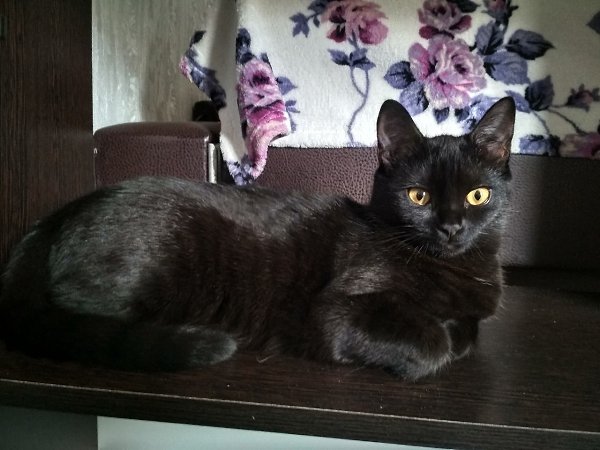 #Безкота_добро.Подобрали на даче маленького котенка в возрасте одного месяца, глаз был заплывший, ... - 6