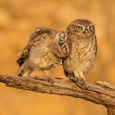 ���� ���� ��������, �����-���������, 72 ���� - ��������� 7 ����� 2018 � ������ ������ ��������