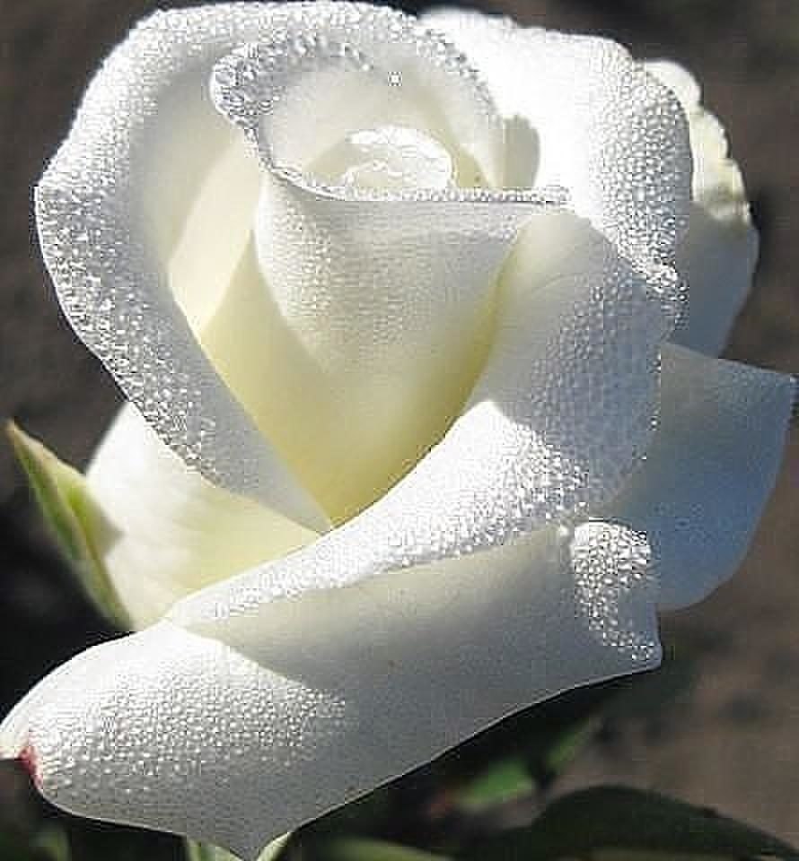 Белые розы, красавицы розы… - Капельки радости!, №1704510506 | Фотострана – cайт знакомств, развлечений и игр