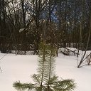 ���� ��������, �����, 62 ���� - ��������� 31 ����� 2018 � ������ �Avataria�