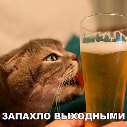 ����, ������, 54 ����