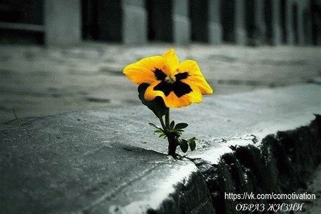 Если у вас есть мечта, желание и настойчивость – вы прорастете даже сквозь асфальт.