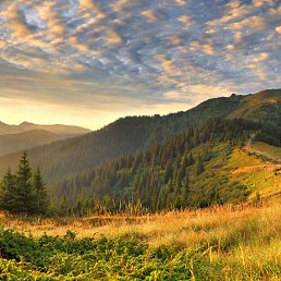 ��������, ������, 71 ���