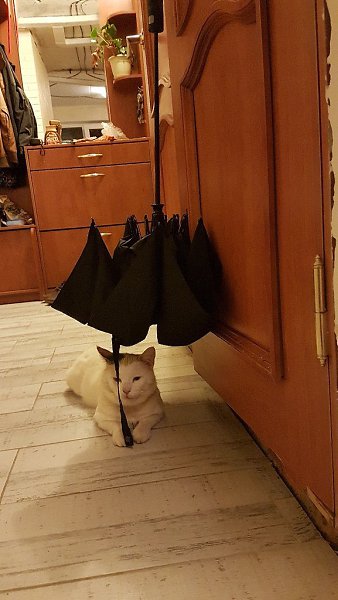 #Безкота_добро.Многие пишут о том, что забрали/нашли/подобрали (перечеслять можно долго) котенка, а ... - 5