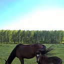 ���� ����, �������, 106 ��� - ��������� 17 ���� 2018 � ������ ������ ��������