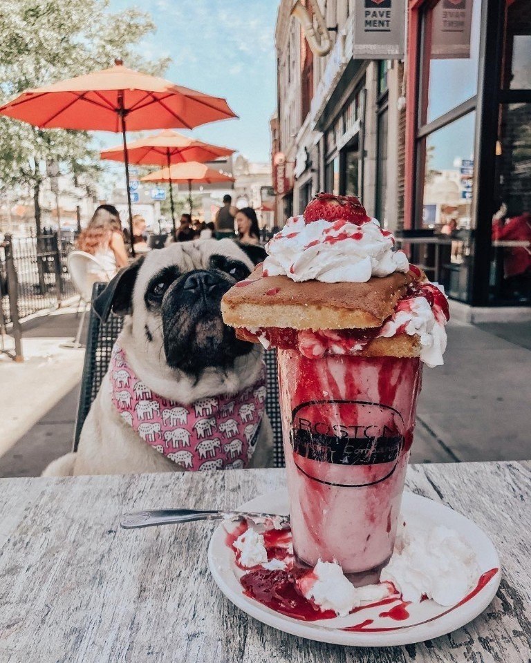     ! : honeyidressedthepug #@ican - 4