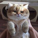 ���� _Alina, ������ �������� - ��������� 7 ������� 2017 � ������ ���� ����������