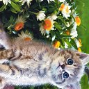 ���� Mandarinka, ������ - ��������� 20 ������ 2017 � ������ ���� ����������