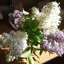 ���� ����������, ����������, 51 ��� - ��������� 7 ���� 2018 � ������ ���� ����������