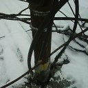 ���� ��������, ������, 40 ��� - ��������� 21 ������� 2017 � ������ ���� ����������