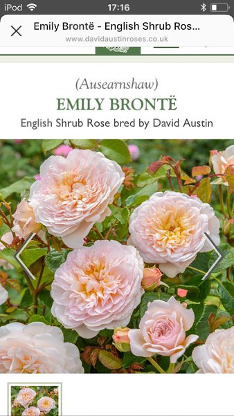 ����� ���������, �� ����� �� ������������ !!!!!!! �������� ������� David� Austin� ���� EMILY BRONTE ... - 2