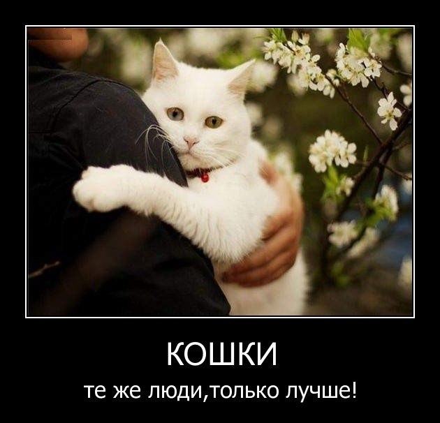 Заведу себе мурчалку, Просто будет дома ждать Не бурча и не ругаясь, Будет у двери встречать. Не ...