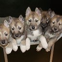 ���� ���������, �����������, 55 ��� - ��������� 22 ������� 2018 � ������ ���� ����������