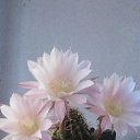 ���� Olga, ������, 67 ��� - ��������� 4 ���� 2018 � ������ ���� ����������