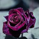 ���� �����, ����������, 65 ��� - ��������� 9 ���� 2018 � ������ ���� ����������