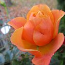 ���� Marina, �����-��������� - ��������� 30 ���� 2018