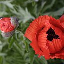 ���� Rosa, ��� - ��������� 2 ��� 2018 � ������ �****�