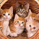  Elena....,  -  2  2018    