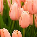 ���� ����, �������������� - ��������� 15 ����� 2018 � ������ ������ ��������