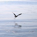 ���� ������, �����������, 43 ���� - ��������� 2 ����� 2018