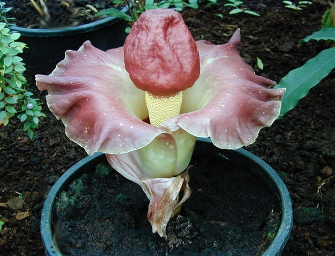 . (Amorphophallus)   ,    ...