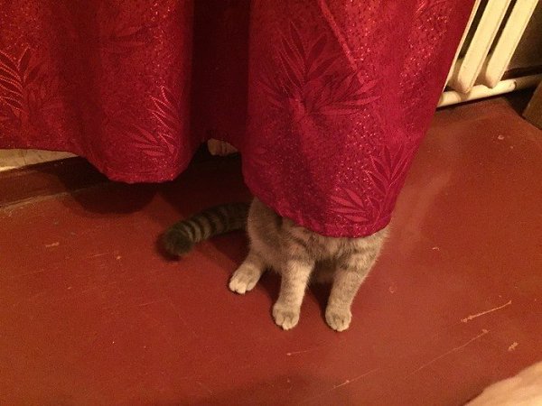 Никогда не играйте в прятки с котом. У вас нет шансов на победу. - 3