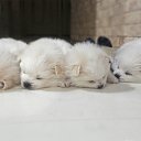 ���� ����@, ����������, 49 ��� - ��������� 23 ������ 2017 � ������ ������ ��������