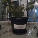 ���� ���������, ���������, 51 ��� - ��������� 16 ������ 2018 � ������ ���� ����������