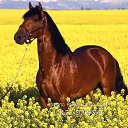 ���� Aleks, ����� ������� - ��������� 9 ���� 2018 � ������ �HORSES�
