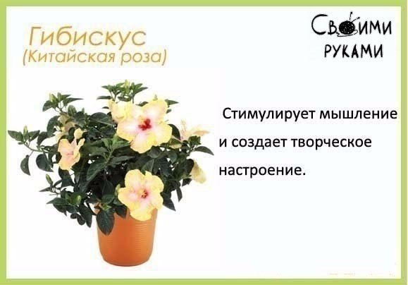 Цветы в детскую комнату