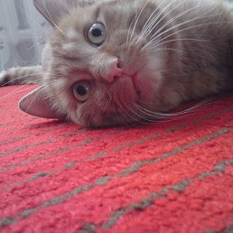  Cd, �������, 36 ���