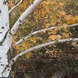 �����, ����, 41 ���