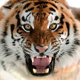 ���� ����, �����������, 35 ��� - ��������� 27 ������� 2018