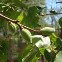 ���������� ������� �� ������� �FLORA�