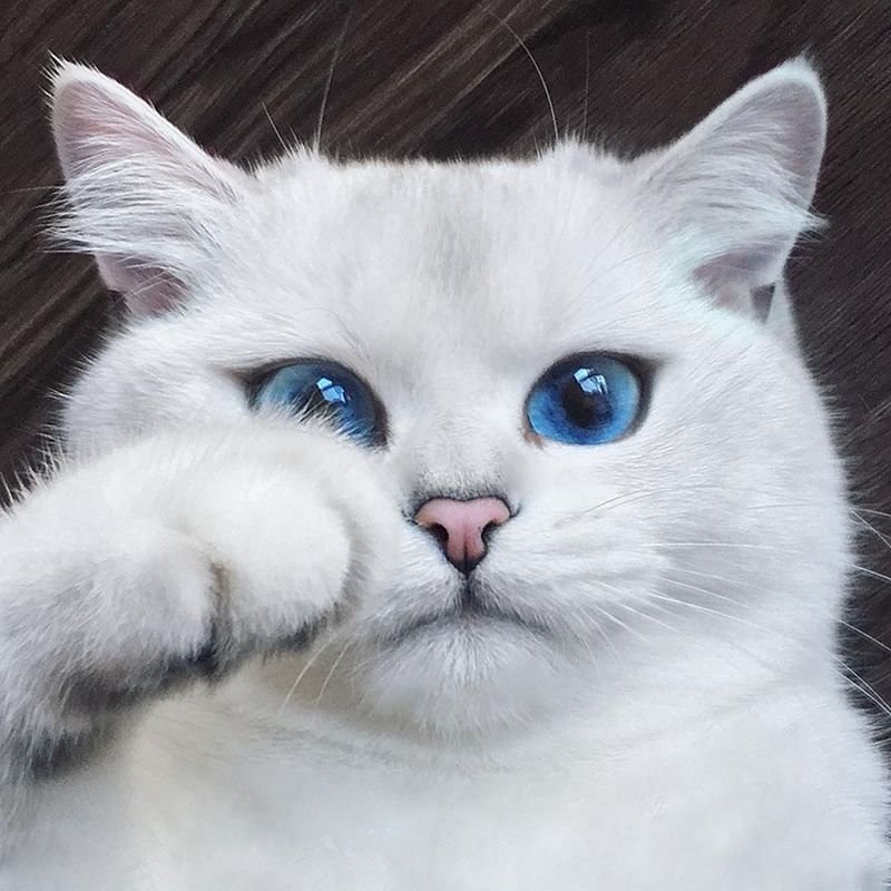 Мяу