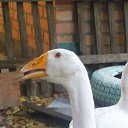  , -, 54  -  20  2018    