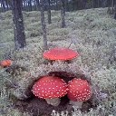 ���� �������, ������, 49 ��� - ��������� 9 ������ 2018 � ������ ���� ����������