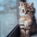 ���� (�), ������ - ��������� 1 ���� 2018 � ������ ���� ����������