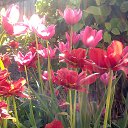  ******, , 53  -  22  2017    