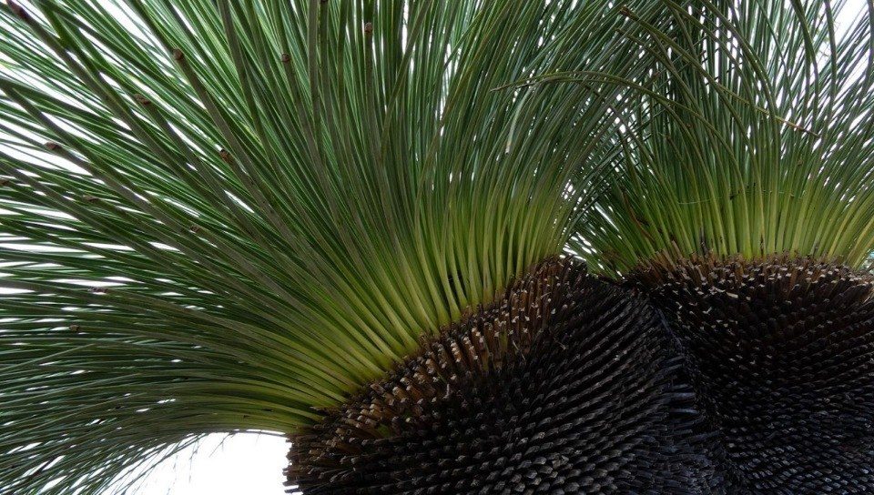 �������� ������ ���������� (Xanthorrhoea Grass Trees). ��� ������� ���������� �������� ������� ... - 10