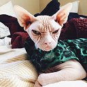 ���� Insi, �������, 26 ��� - ��������� 25 ������� 2018 � ������ ���� ����������