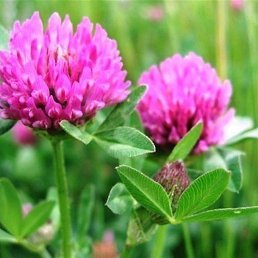 ����, ���������