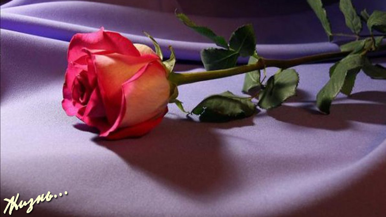 *В чащобе густой, среди ягод и мхов, Где - строго по правилам детских стихов - Людская вовек не ...