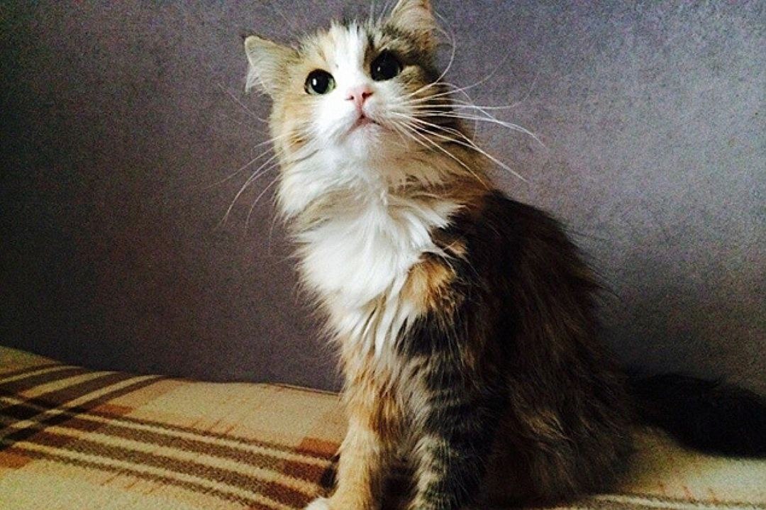 7 -,   .  ,     ,  ... - 2